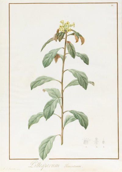 Paeonia Moutan var. B. Paeonia Suffruticosa, 1812 by Pierre Joseph Redouté